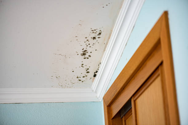 Best Forensic Mold Investigation  in Magalia, CA